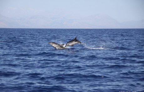 Sfakia Gavdos island_Notos_Mare_Crete_dolphins_Sfakia_boat trips